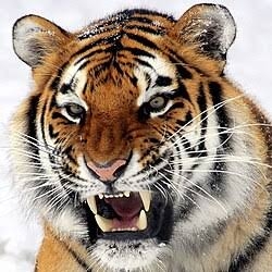 Tiger smm - servidor de Minecraft (TopG Gallery Image 1)